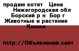продам котят › Цена ­ 2 000 - Нижегородская обл., Борский р-н, Бор г. Животные и растения » Кошки   
